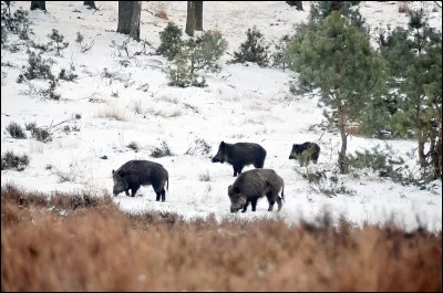 La Sorbonne a été fondée par Robert de Sorbon. D'où celui-ci était-il originaire ?
