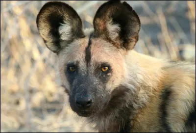 Dans presque toutes les versions du mythe, Lycaon, roi d'Arcadie réputé pour son mépris des dieux, se fait ''lycanthropiser''.
Mais quel est son crime ?