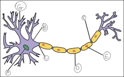 Complétez le schéma du neurone :
