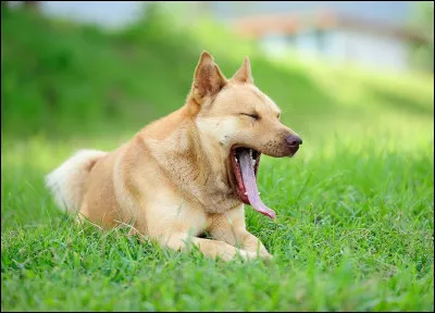 À quel âge un chien devient-il adulte ?