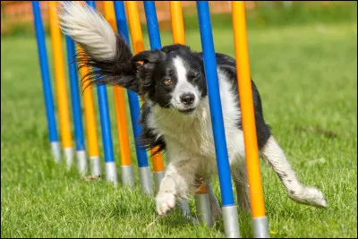 Qu'est-ce que l'agility ?