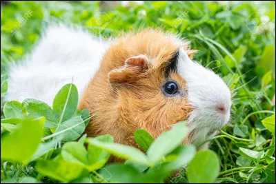 Combien de fois par jour le cochon d'Inde mange-t-il ?