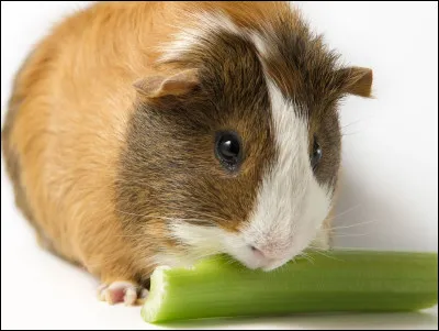 Quel est l'aliment de base du cochon d'Inde ?