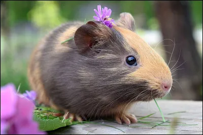 Quelle est l'espérance de vie du cochon d'Inde ?