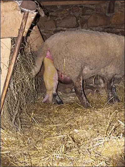 Quel est l'autre nom de la mise-bas qui est une des étapes de la reproduction vivipare, consistant en l'action de mettre au monde la progéniture ?