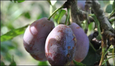 Quelle ville est réputée pour ses pruneaux ?