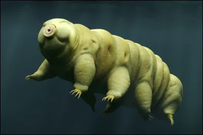 Laquelle de ces espèces est la plus résistante ?