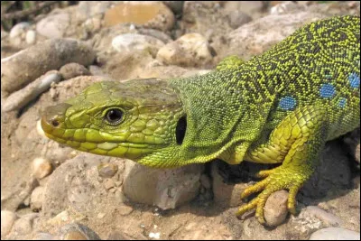 Lequel de ces animaux peut faire repousser tout le corps à partir d'un membre ?