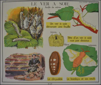 Lequel de ces animaux peut rajeunir et relancer sans cesse le cycle de la vie ?