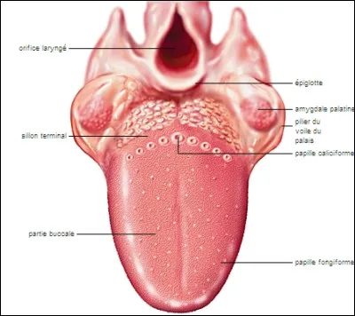 Si vous entendez : "Elle me lèche tout le temps", sur quoi pensez-vous que tourne la conversation ?