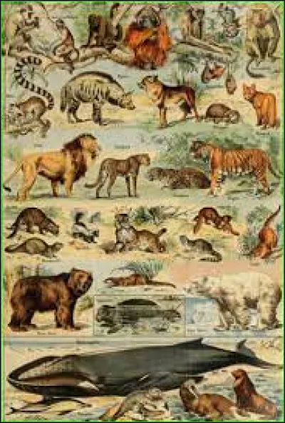 Quel animal se dit "Platypus" en anglais ?