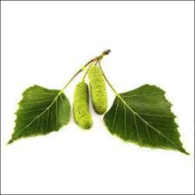 Sur la photo, vous pouvez voir des feuilles de platane.