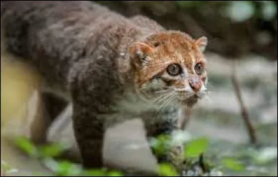 Sur quel continent vit le chat à tête plate ?