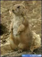 Quel est cet animal vivant essentiellement en Amrique du Nord et au Mexique ?