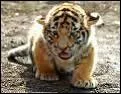 Quel est le nom de ce bb tigre ?