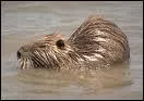 Connaissez-vous cet animal appel aussi 'rat d'Amrique, Ondatra, ou Loutre d'Hudson' ?