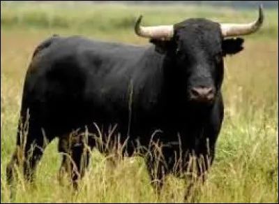 Je n'ai qu'une chose à te dire : en garde !