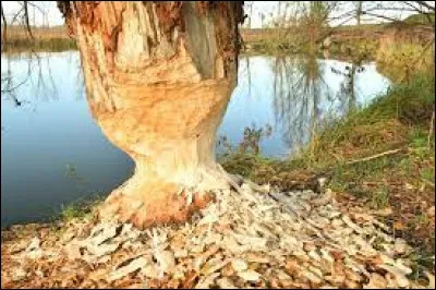 Rongez la réponse !