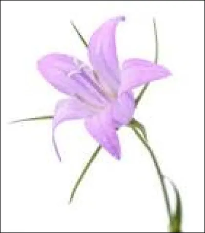 Quelle fleur préfères-tu ?