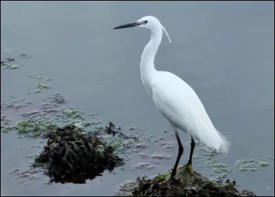 Quel est ce grand oiseau en A au plumage blanc avec des plumes d'ornement sur la tête ?