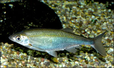 Quel est ce poisson d'eau douce en A avec le dos vert métallique et le ventre argenté ?