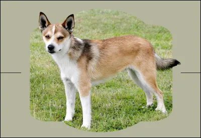 Ce petit norv&eacute;gien me fait craquer...