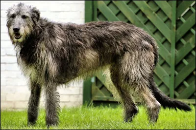 Le plus grand chien du monde.