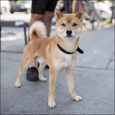 Et ce petit loulou venu d'Asie est un...