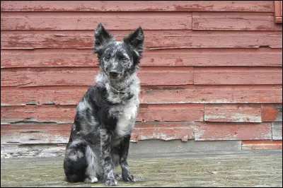 Ce chien est tr&egrave;s rare, mais trop chou !