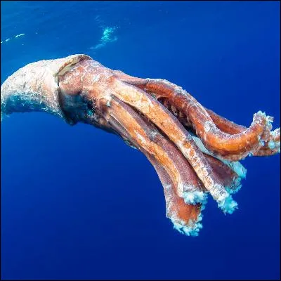 Quel nom donne-t-on au liquide s&eacute;cr&eacute;t&eacute; par certains c&eacute;phalopodes tels que calamars ou seiches pour se d&eacute;fendre d�agresseurs ?