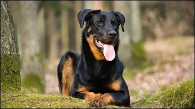 Combien pèse le beauceron ?