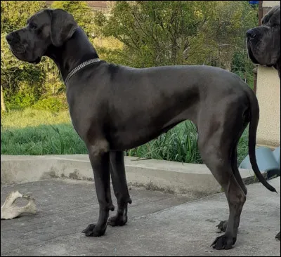 Quelle est l'espérance de vie du dogue allemand ?