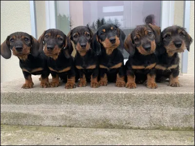 Combien de chiots peut avoir un teckel par portée ?