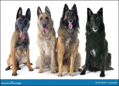 Vrai ou faux ? : Dans une portée de bergers belges, il peut y avoir les 4 types.