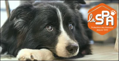 Combien de chiens la SPA accueille-t-elle d'animaux ? (En 2022)