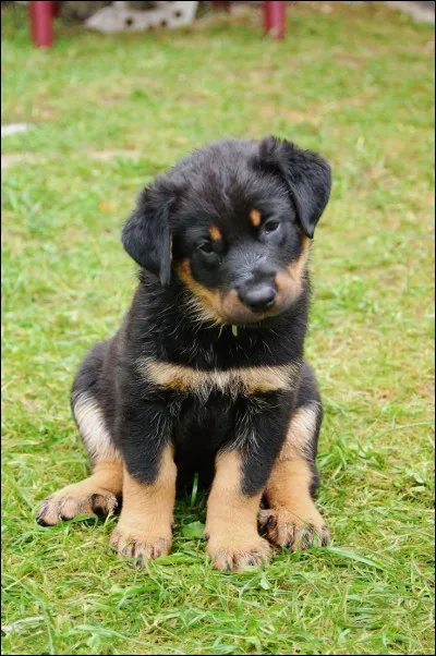 Identifiez la race de cet adorable chiot.