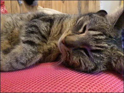 Quel animal préfères-tu parmi ceux-ci ?