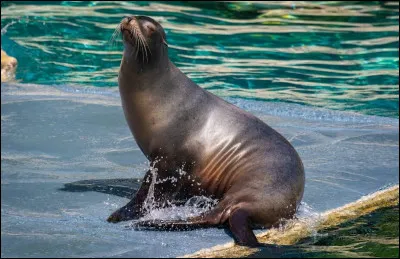 Quel est le nom de cet animal ?