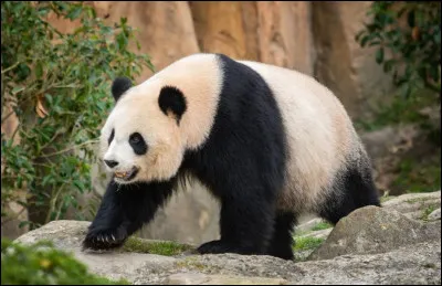 Quel est le nom de cet animal ?