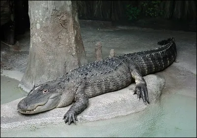 Quel est le nom de cet animal ?