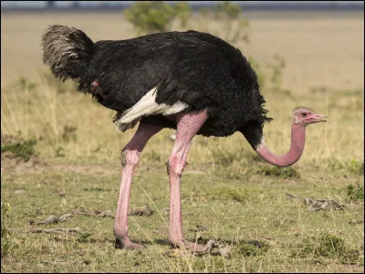 Quel est le nom de cet animal ?