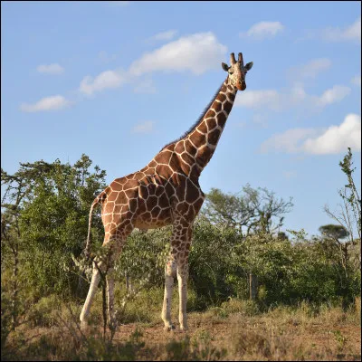 Quel est le nom de cet animal ?