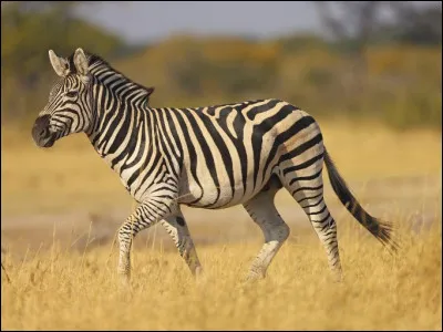 Quel est le nom de cet animal ?