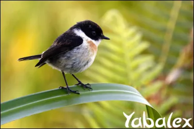 Sur laquelle de nos îles françaises peut-on rencontrer le tec-tec, petit oiseau curieux qui n'a pas peur d'approcher les hommes ?