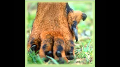 Comment s'appellent ces deux griffes supplémentaires sur leurs pattes arrière ?