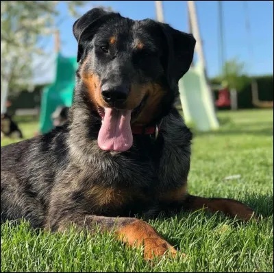 Comment s'appelle cette robe ?