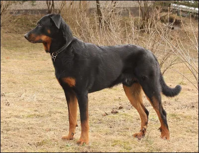 Combien pèse le beauceron ?