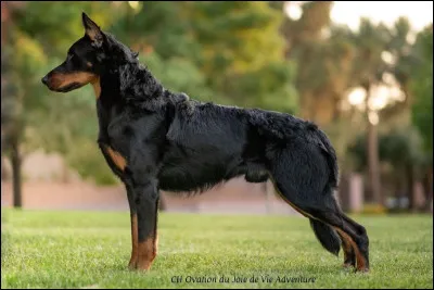 Combien mesure le beauceron ?