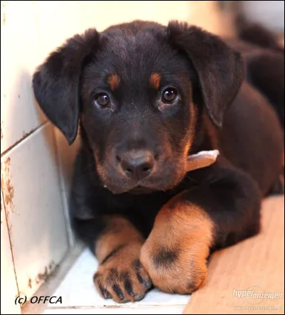 Quelle est son espérance de vie ?