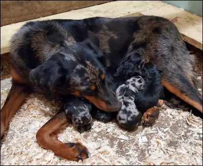 Combien coûte un chiot ?